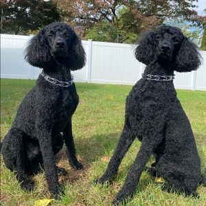 Meet your Posher, Jaclyn